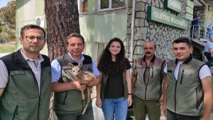 Manisa'da ormancıların bitkin halde bulduğu yavru karaca beslenip doğaya salındı