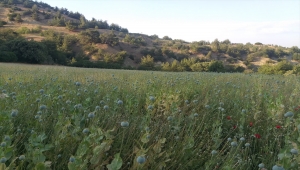 Manisa'da yasa dışı ekilen 160 bin kök haşhaş ele geçirildi