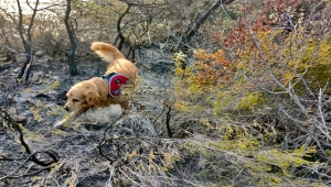 Marmaris'teki yangının başladığı alanı hassas burnuyla "Kadro" tespit etti