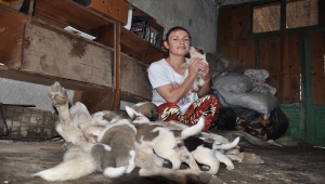 Mersin'de sahipsiz köpek ve yeni doğan 11 yavrusuna vatandaş sahip çıktı