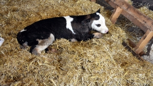 Muğla'da yeni doğan buzağı ihbar hattı ile ölümlerin önüne geçiliyor