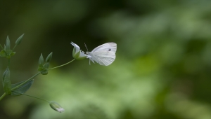 Ovacık kelebeklerle renklendi