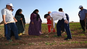 Şanlıurfa Valisi Ayhan, işçilerle pamuk tarlasını çapaladı