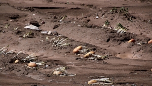 Şarkışla'da sağanak ve dolu tarım arazilerine zarar verdi