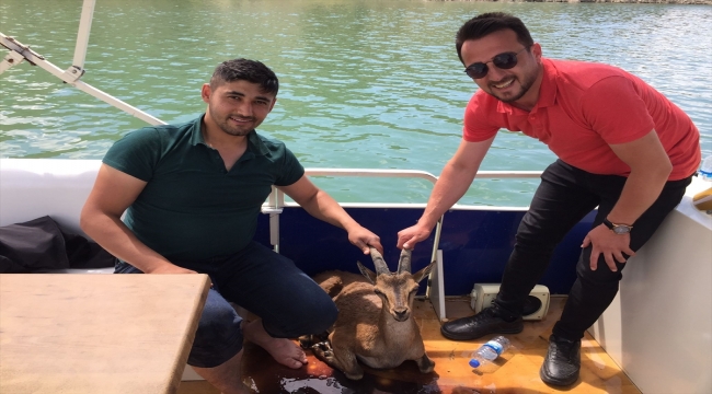 Sivas'ta baraj gölüne düşen dağ keçisi yavrusu kurtarıldı