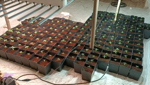 Tekirdağ'da bir apartman dairesinde Hint keneviri yetiştiren 2 şüpheli yakalandı