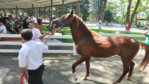 TİGEM 50 tayın satışından 3 milyon 686 bin lira gelir elde etti