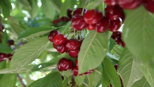 Tokat'ta 26 dönüm araziden vatandaşlar ücretsiz kiraz topluyor