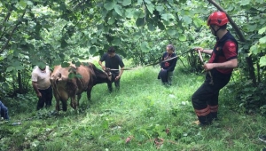 Trabzon'da otlarken uçuruma düşen inek itfaiye ekiplerince kurtarıldı