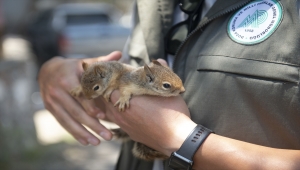 Tunceli'de bakımı tamamlanan 2 sincap doğaya salındı