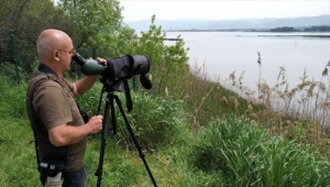 Yalova'daki Hersek Lagünü'nde yeni kuş türü gözlendi