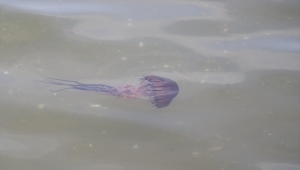 Yalova sahillerinde zehirli pusula denizanası görüldü