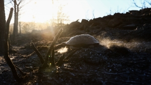 Yangından toprağın altına gizlenerek kurtulan hayvanları arıyorlar