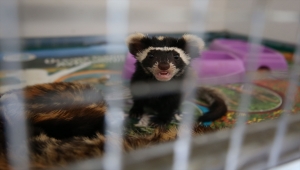 Yaralı hayvanlar, Çanakkale'deki rehabilitasyon merkezinde tedavi ediliyor