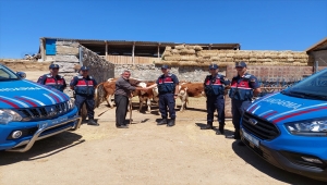 Aksaray'da çalınan 8 büyükbaş bulunarak sahibine teslim edildi