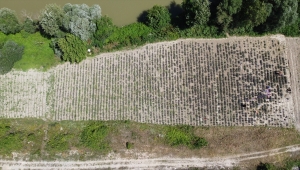 Bilecik'te kadınların kurduğu derneğin lavanta bahçesinde hasat yapıldı