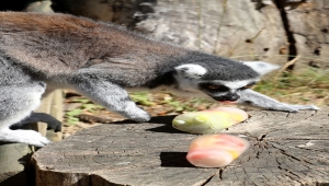 Hırvatistan'da sıcaktan bunalan hayvanat bahçesi sakinlerine buzlu yiyecek verildi