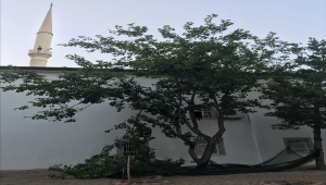 Kayseri'de ağaçtan düşen kişi öldü