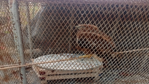 Konya'da kafeste şahin besleyen kişiye 21 bin 935 lira ceza kesildi