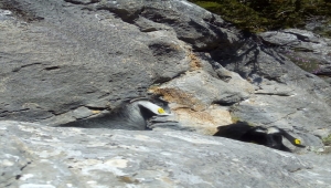 Konya'da kayalıklarda mahsur kalan keçiler, AFAD ekiplerince kurtarıldı