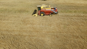 Tekirdağ'da 60 dönümde ekilen "kunduru" cinsi buğdayın hasadı yapılıyor