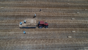 Tekirdağ'da balya işçilerinin zorlu mesaisi başladı
