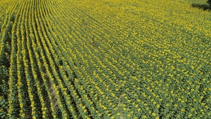Tekirdağ'ın "sarı gelini" ayçiçeği tarlaları fotoğraf tutkunlarını bekliyor