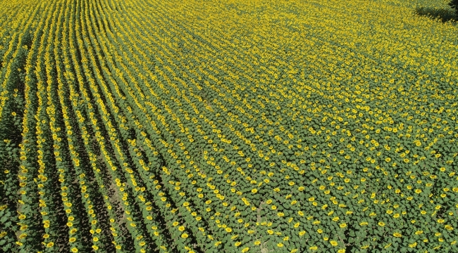 Tekirdağ'ın "sarı gelini" ayçiçeği tarlaları fotoğraf tutkunlarını bekliyor